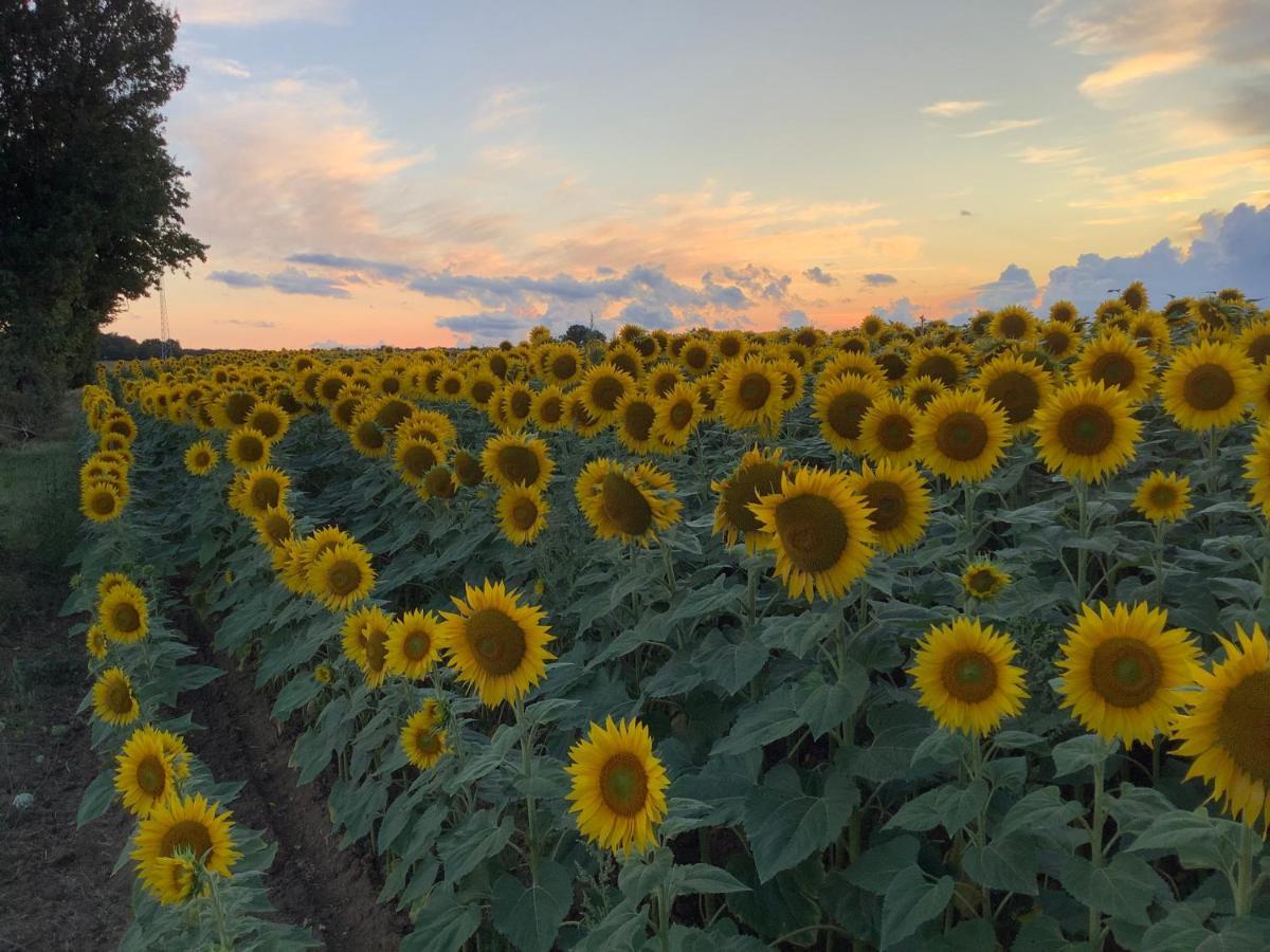 Autour Des Vignes B&B Herry ภายนอก รูปภาพ